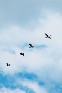 Low angle view of birds flying in sky