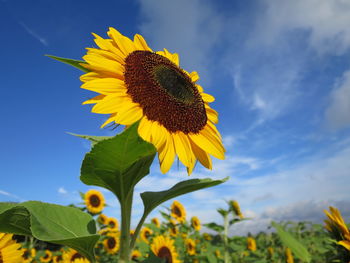 Close-up of sunflower blooming in field