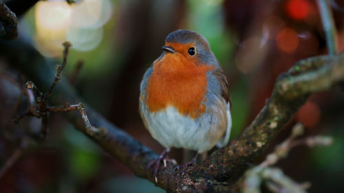 Close-up of bird perching on branch