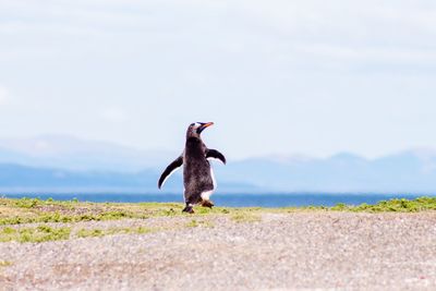 Penguin walking on land against sky