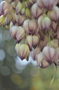 Close-up of flowers