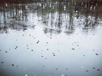 Close-up of birds in lake against sky