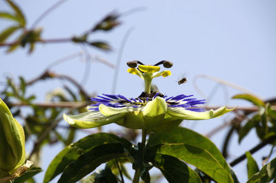 Close-up of honey bee on flower