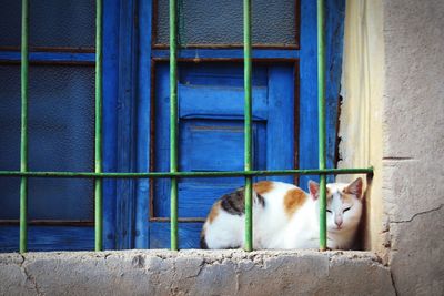 Cat looking through window