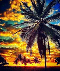 Palm trees against dramatic sky during sunset