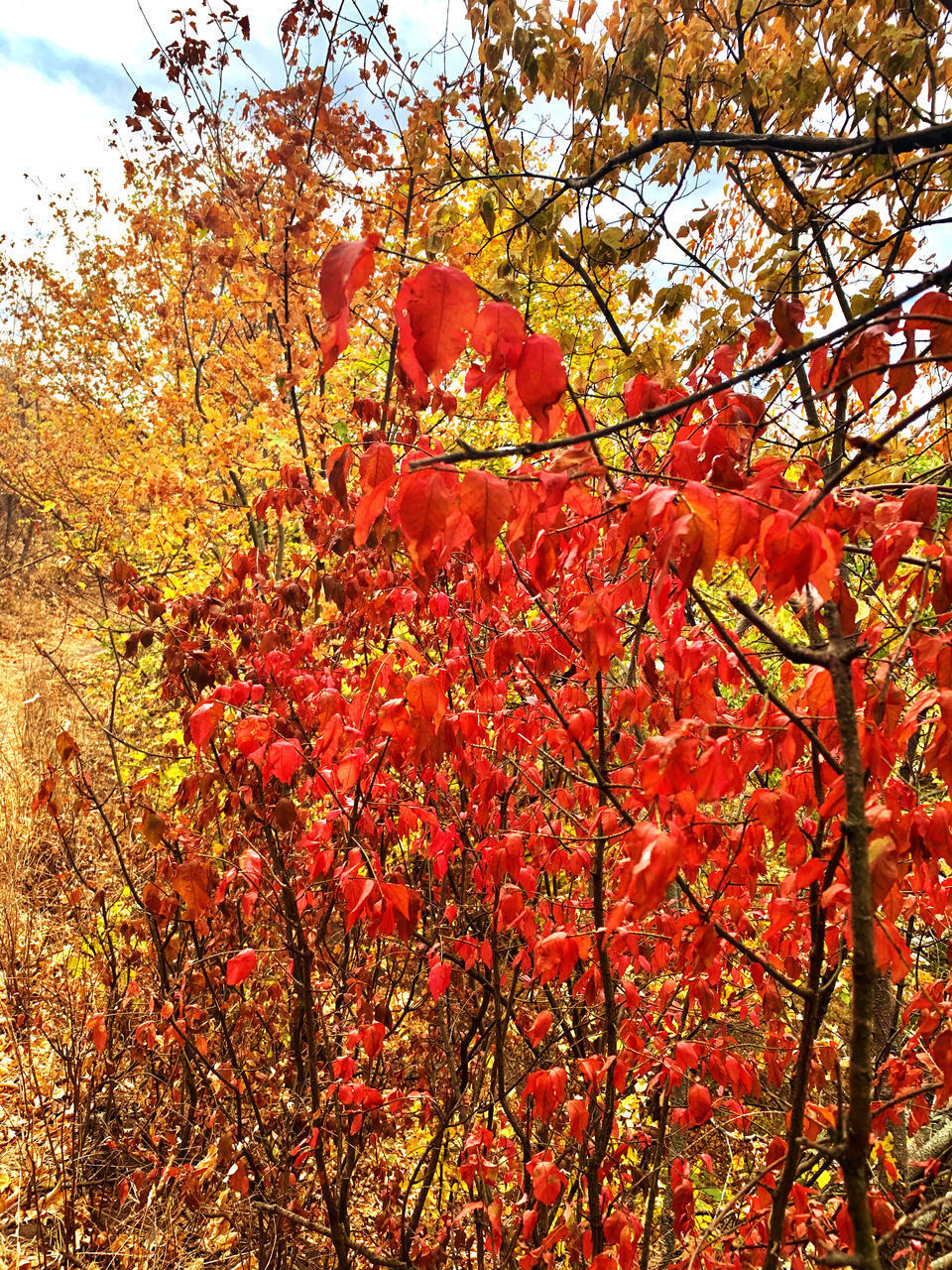 LOW ANGLE VIEW OF RED FLOWERING PLANTS