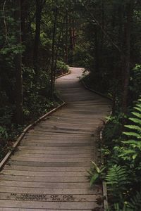 Boardwalk amidst trees in forest