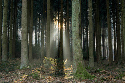 Trees in forest