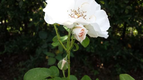 Close-up of white rose flower