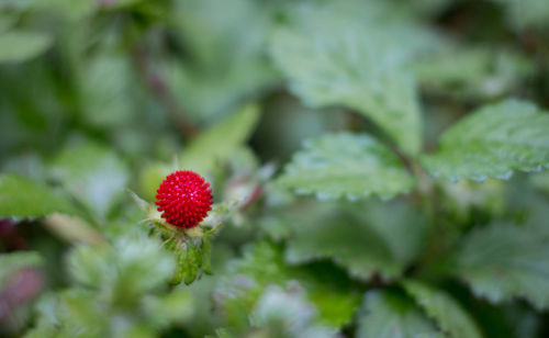 Close-up of red plant