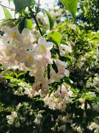 Close-up of white cherry blossom tree
