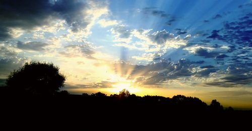 Silhouette of trees at sunset