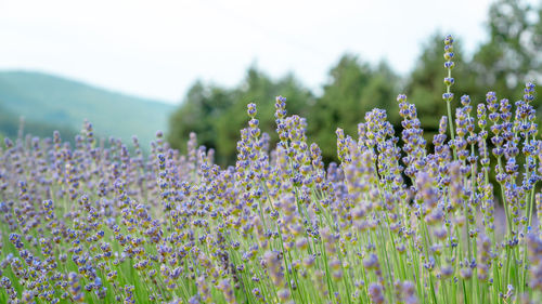 Beautiful blue petals of lavender flower blossom in row at field, selective focus and closeup photo