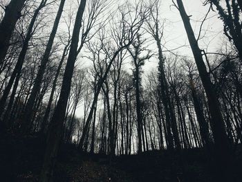 Trees in forest