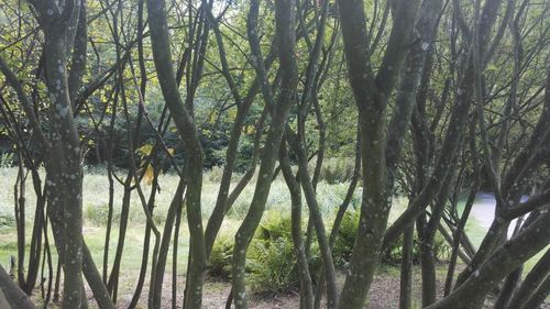 View of trees in forest
