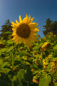 Close-up of yellow flowering plant on field