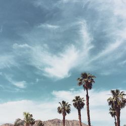 Low angle view of palm trees against sky