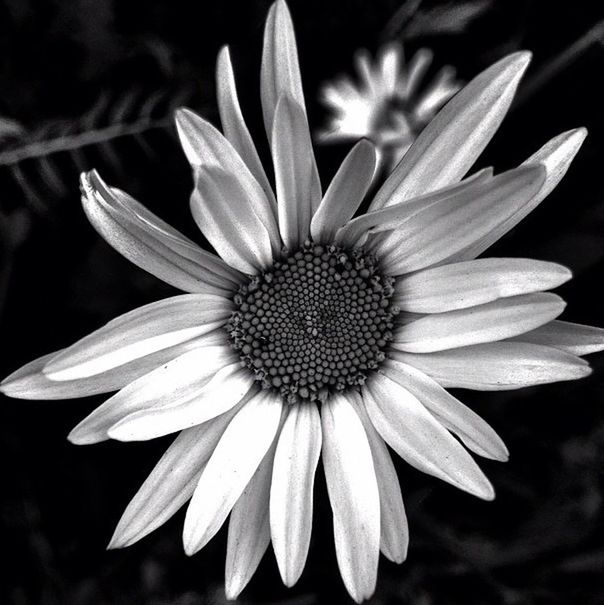 flower, petal, flower head, freshness, fragility, single flower, beauty in nature, growth, close-up, pollen, nature, blooming, daisy, focus on foreground, in bloom, plant, white color, stamen, botany, selective focus