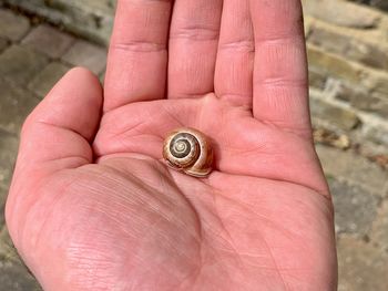 High angle view of human hand holding shell