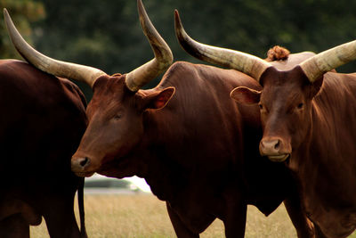 Cows in a field