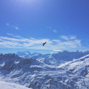 Bird flying above snow covered mountains