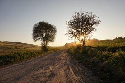 Dirt road passing through forest