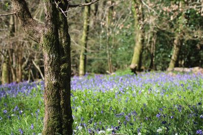 Purple flowers growing in field