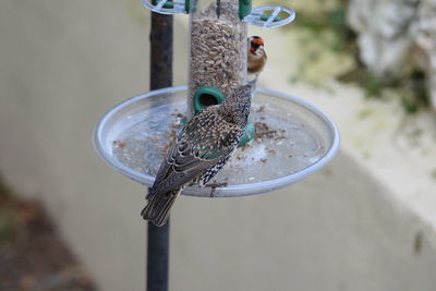 High angle view of a bird feeder