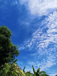 Low angle view of trees against blue sky