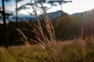 Close-up of stalks in field against sky