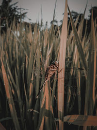 Close-up of dry plants against blurred background