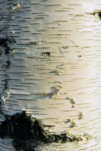 Full frame shot of tree trunk