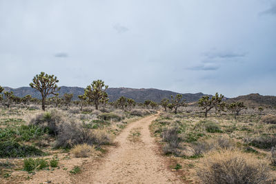 Pathway surrounded by desert shrubs and joshua trees to distant hills