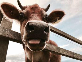 Close-up portrait of cow