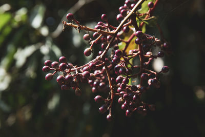 Close-up of berries growing on tree