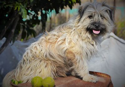 Close-up of dog