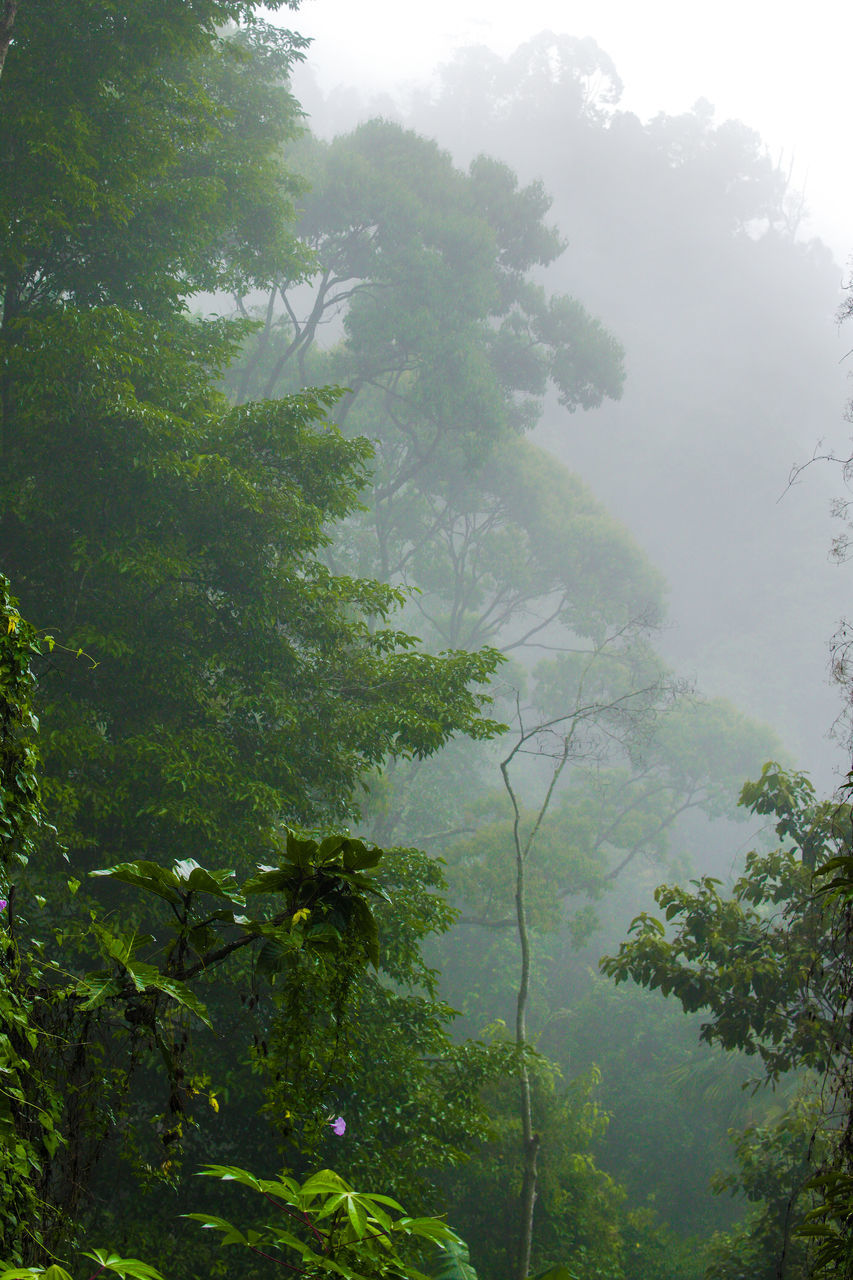 TREES AND PLANTS IN FOREST