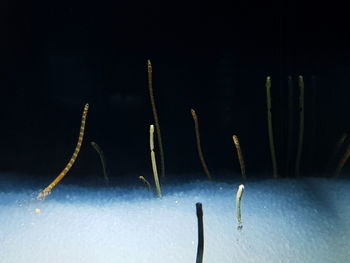 Close-up of plant against black background