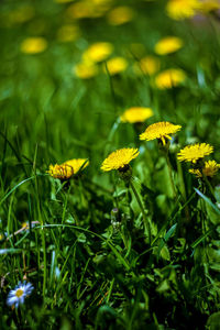 Close-up of yellow flowering plant on field