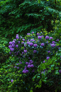 Purple flowering plants