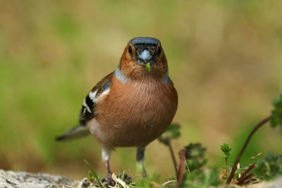 Close-up of bird perching outdoors