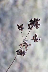 Close-up of purple flowering plant