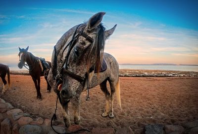 View of a horse on the beach