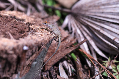 Close-up of mushroom on field