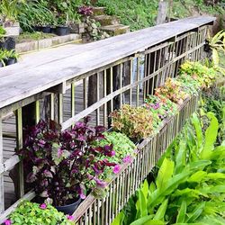 Purple flowering plants in greenhouse