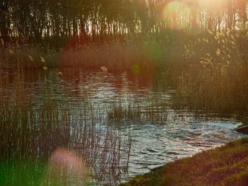 Reflection of trees in water