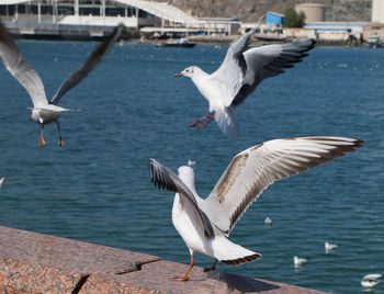 Seagulls flying over lake