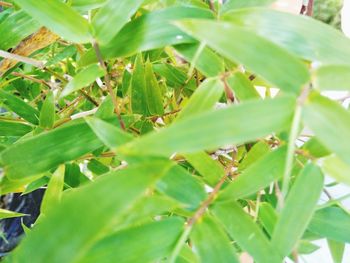 High angle view of fresh green leaves