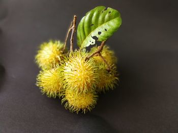Close-up of yellow flower growing on plant