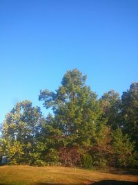 View of trees against blue sky